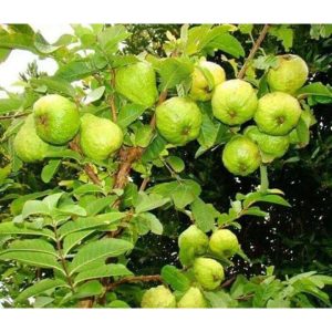 থাই পেয়ারা