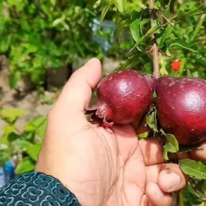 কান্ডারী