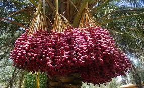 সৌদি বড়াই খেজুর