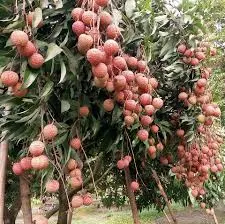 বেদেনা লিচু