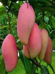 কিউজাই