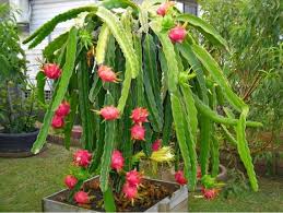 ড্রাগন ফল