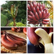 লাল অগ্নিশ্বর কলা
